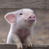 Kakva se trava može dati prasićima